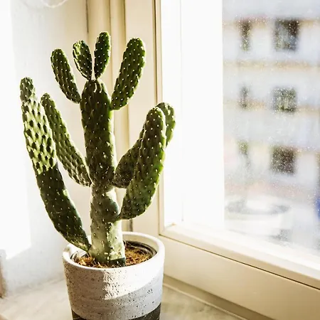 Comfort Im Zentrum 91 Magdeburgo